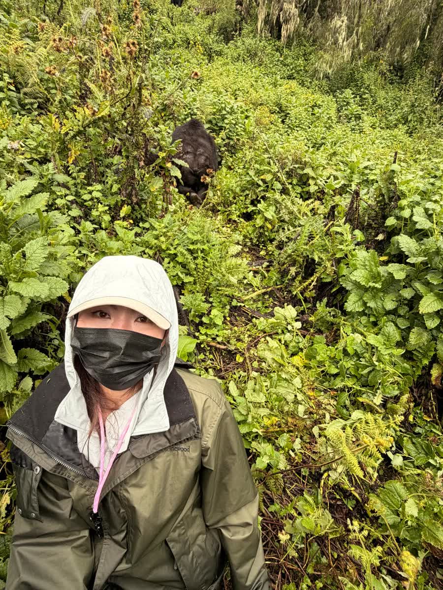 A mountain gorilla resting among dense green foliage