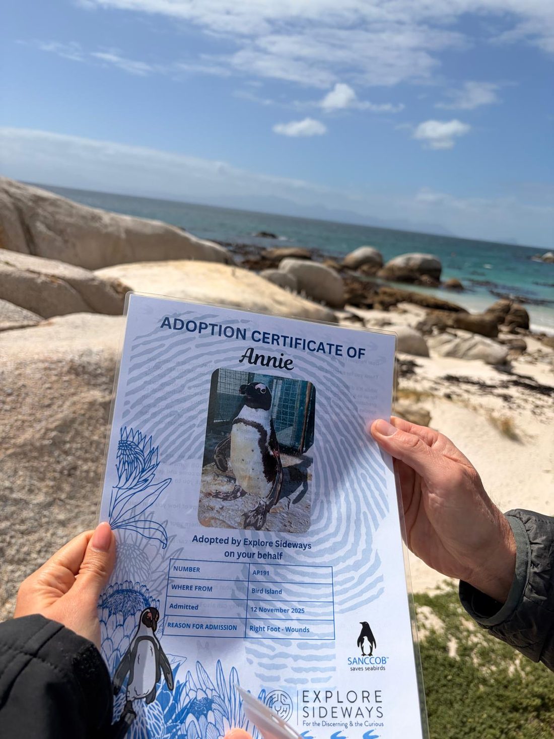 A penguin adoption certificate for "Annie" held up against the rocks and sea at Boulders Beach, South Africa