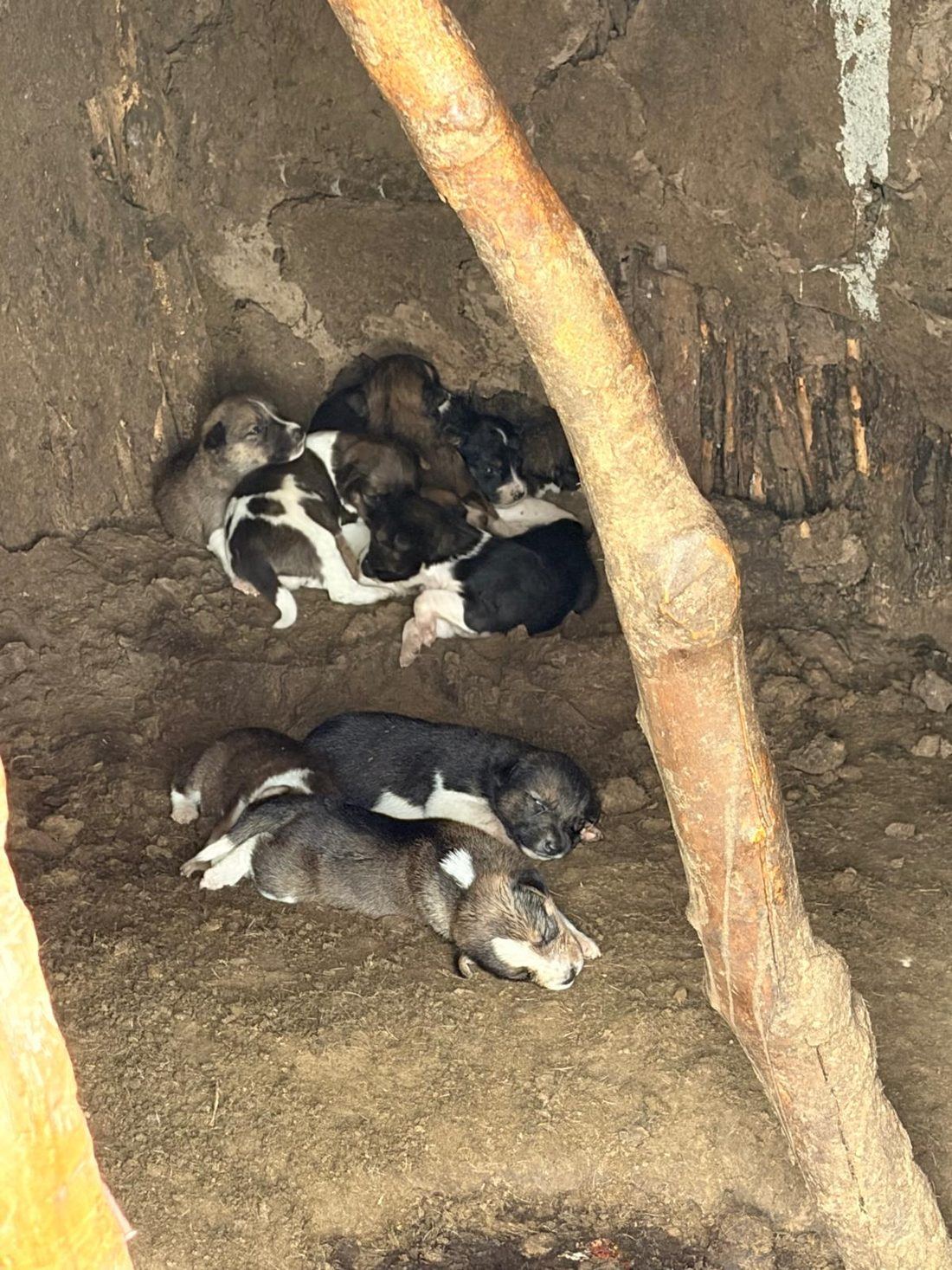 A litter of puppies curled up asleep on the earthen floor inside a Maasai home