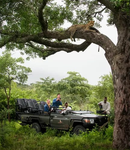 Guests photographing a leopard in a tree